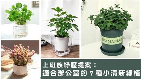 辦公桌植物|辦公桌植物指南：用綠意增添辦公室活力 